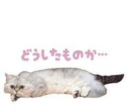 841232398