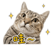 841240041