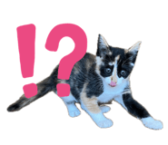 841243702