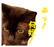 841253660
