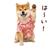 841257252