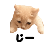 841260594