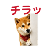 841261795