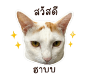 841281513