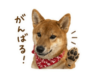 841287296
