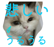 841288100