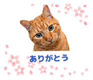 841288455