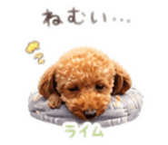 841288950