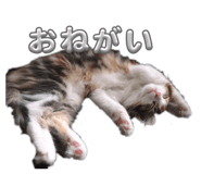 841294206