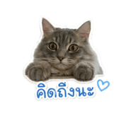841304954