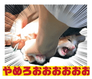 841312257