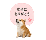 841341827