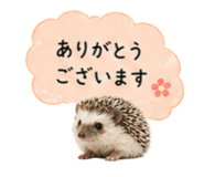 841342744