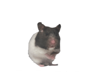 841354304