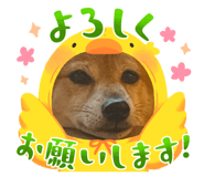 841380011