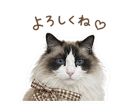 841381293