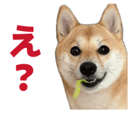 841397921