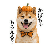 841411972