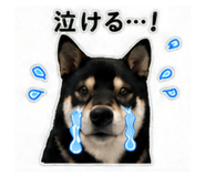 841416647