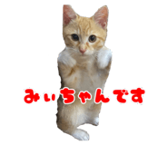 841424342