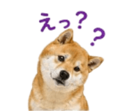 841426531