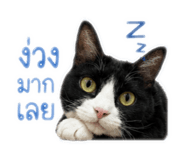 841426619