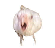 841429127