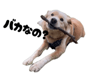 841429296