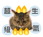 841429454