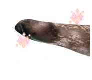 841429544