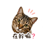 841432020