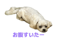 841443111
