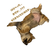 841443185