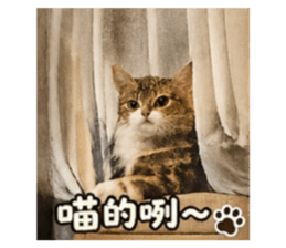 841453954