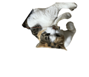 841457866