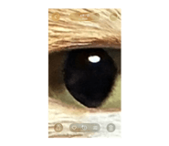 841457867