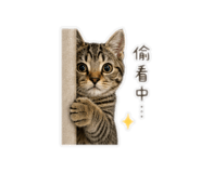841464262