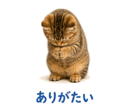 841466562