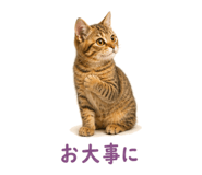 841466593