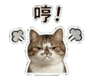 841484554