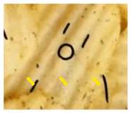 841515557