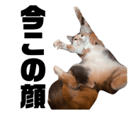 841551335