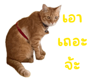 841623676