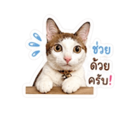 841629932