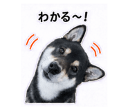 841643052