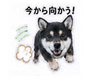 841643067