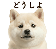 841647277