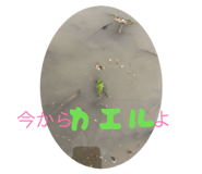 841695294