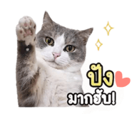 841711155