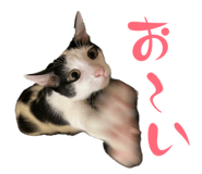841723662